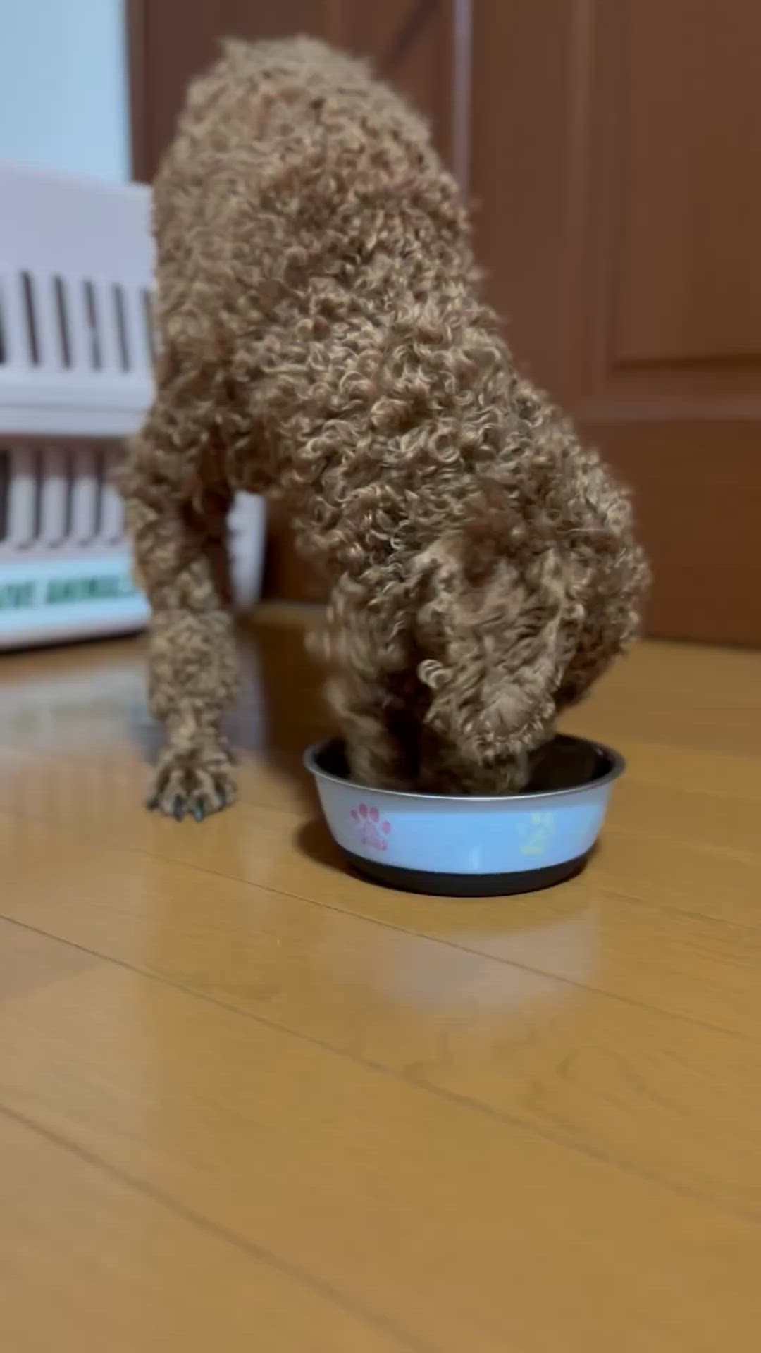  CANIN プードル ドライフード 7,5Kg wannyan_9766531