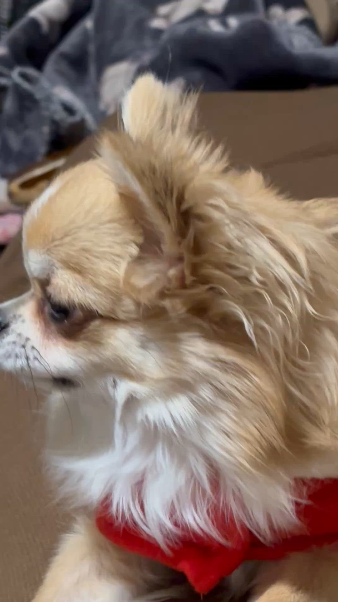 みんなのペット健康専門店｜お客様の声・レビュー(口コミ・評判