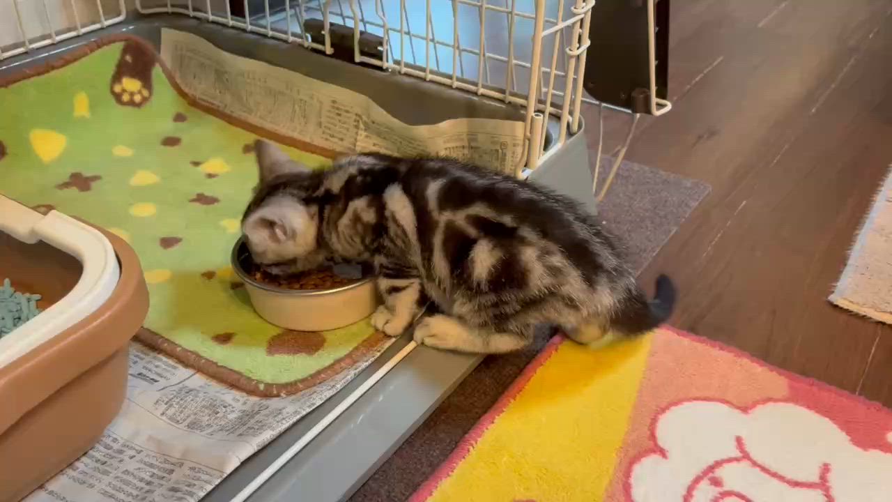 ロイヤルカナン FHN マザー&ベビーキャット（子猫・母猫用） 【送料